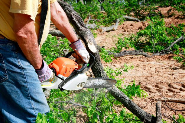 Best Grass Overseeding  in Hastings, MN